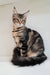 Archibald | Maine Coon Kitten
