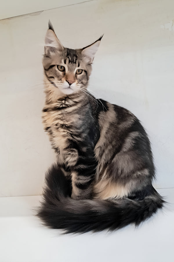 Archibald | Maine Coon Kitten
