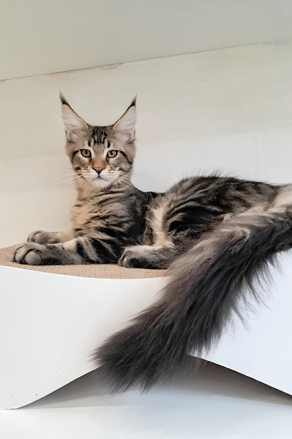 Archibald | Maine Coon Kitten