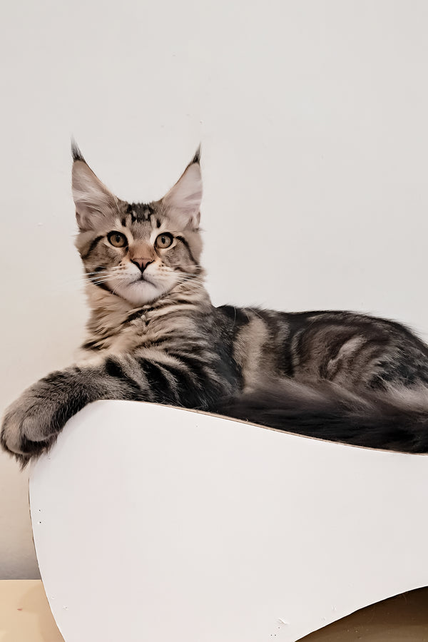 Archibald | Maine Coon Kitten