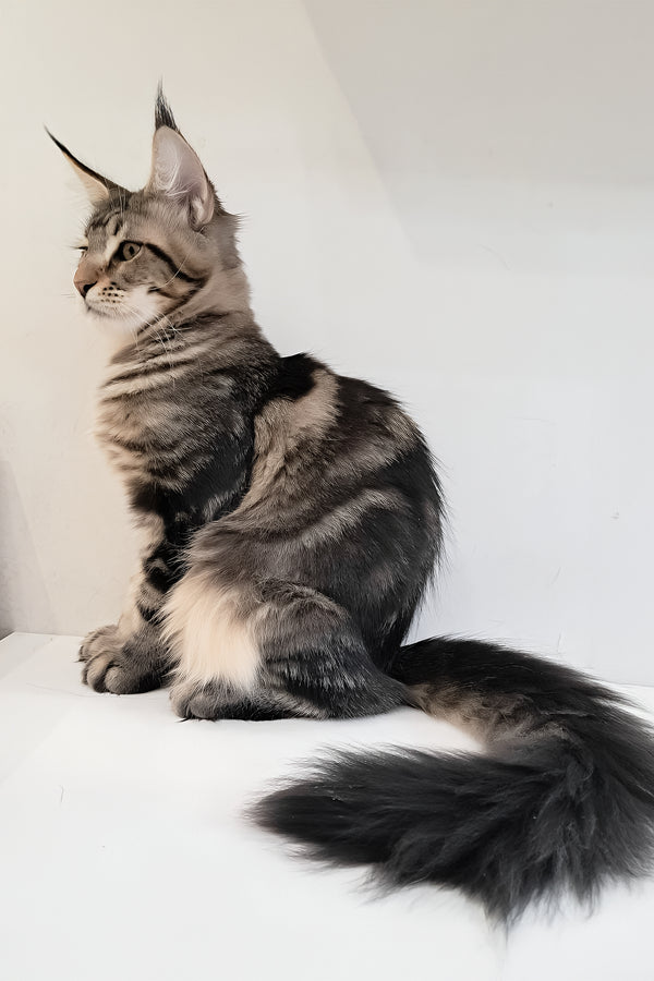Archibald | Maine Coon Kitten