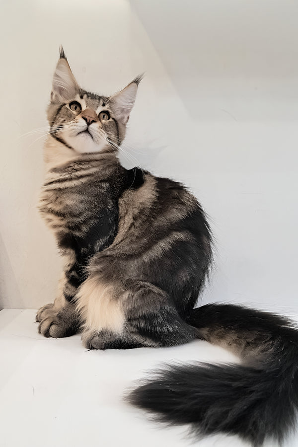 Archibald | Maine Coon Kitten