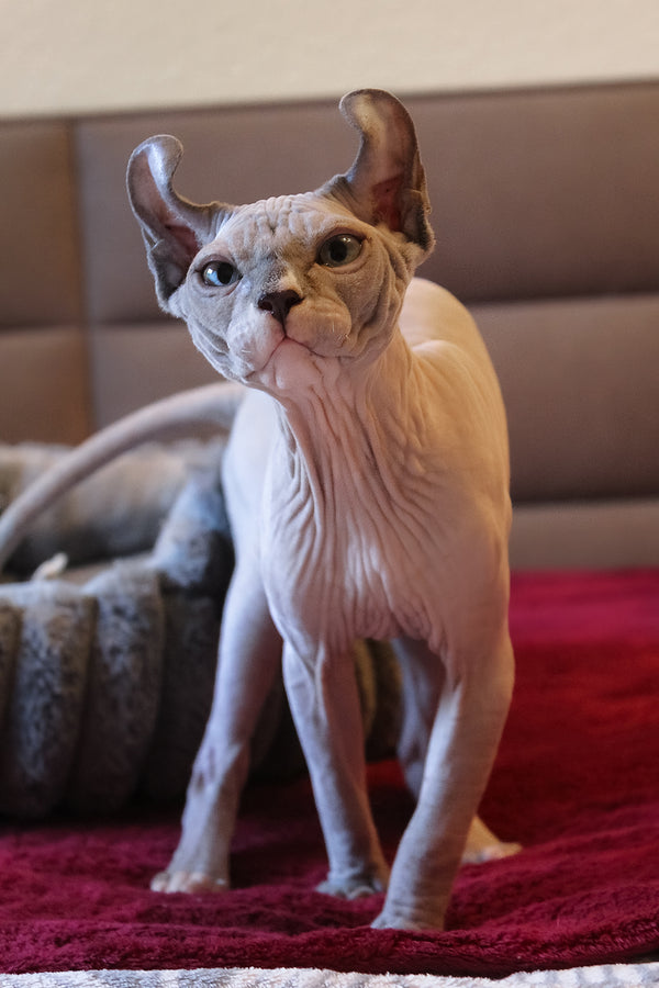 Archie | Elf Sphynx Kitten