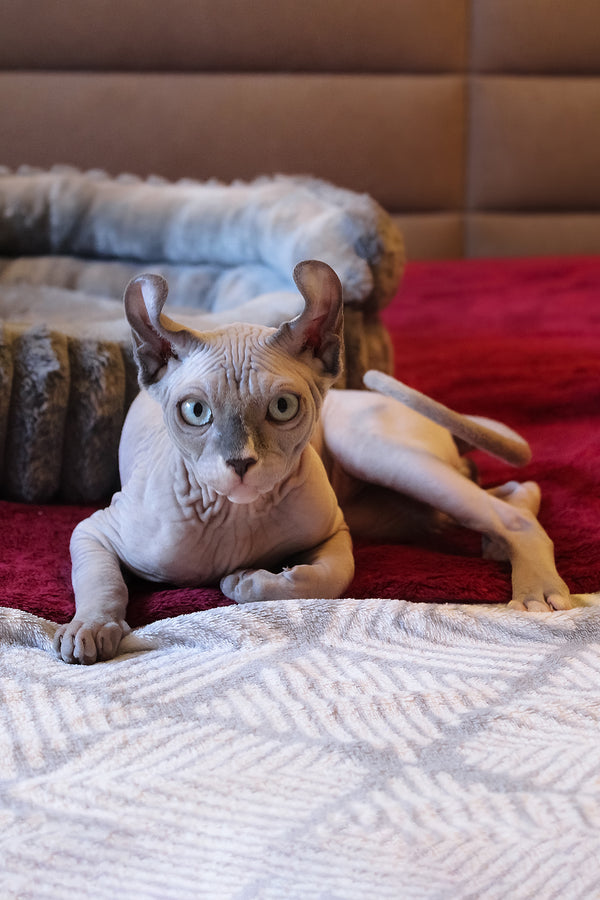 Archie | Elf Sphynx Kitten