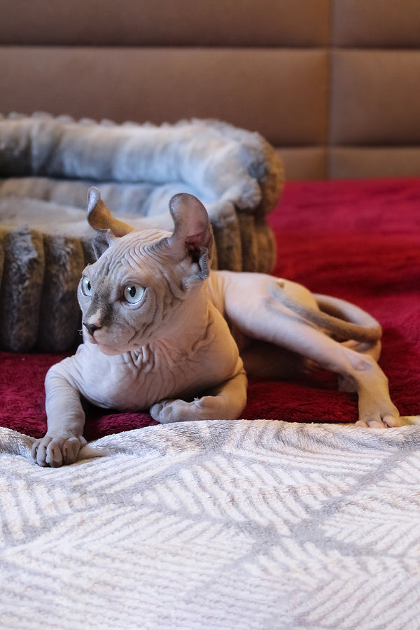 Archie | Elf Sphynx Kitten
