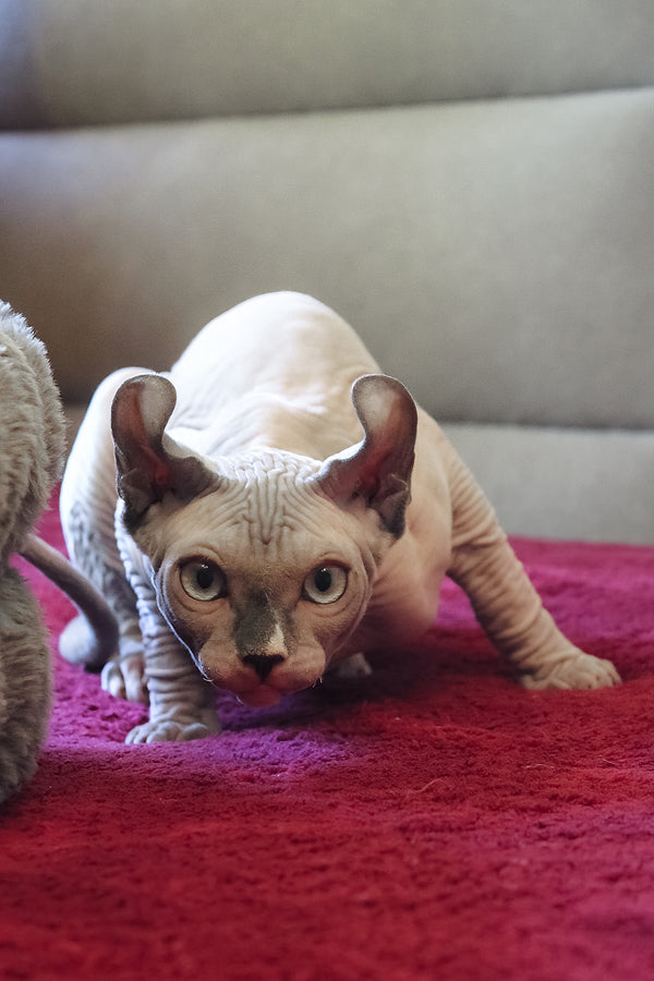 Archie | Elf Sphynx Kitten