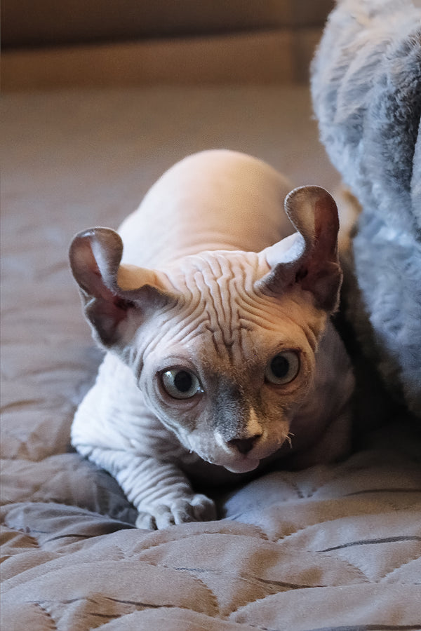 Archie | Elf Sphynx Kitten