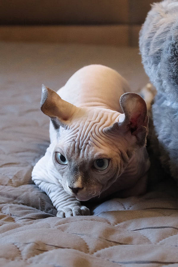 Archie | Elf Sphynx Kitten
