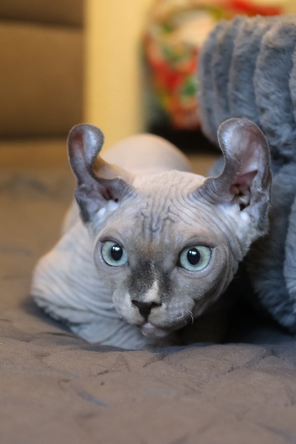 Archie | Elf Sphynx Kitten