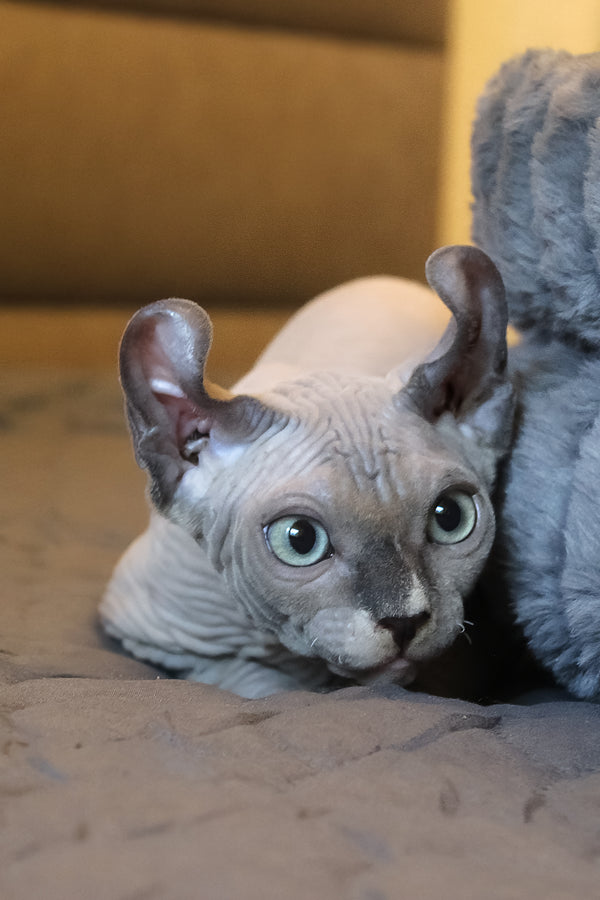 Archie | Elf Sphynx Kitten