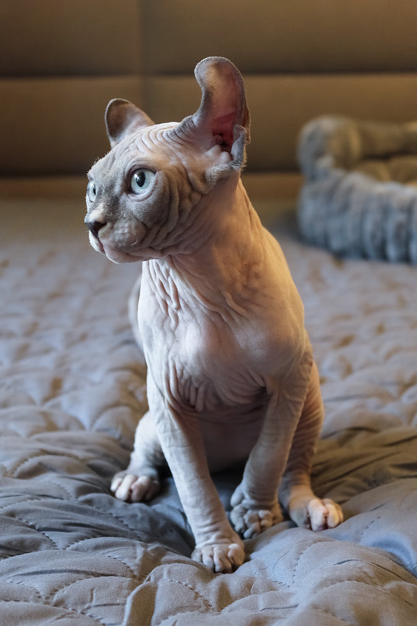 Archie | Elf Sphynx Kitten