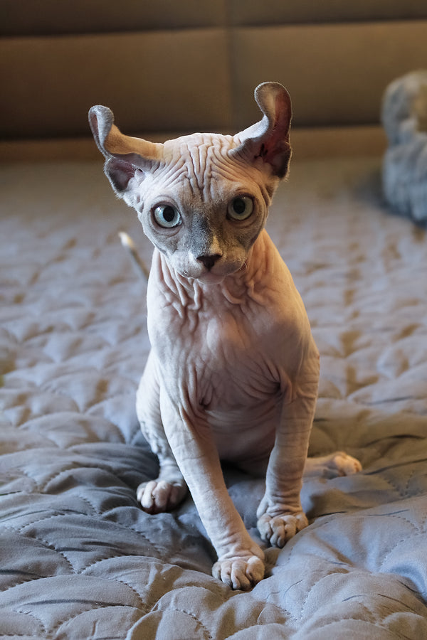Archie | Elf Sphynx Kitten