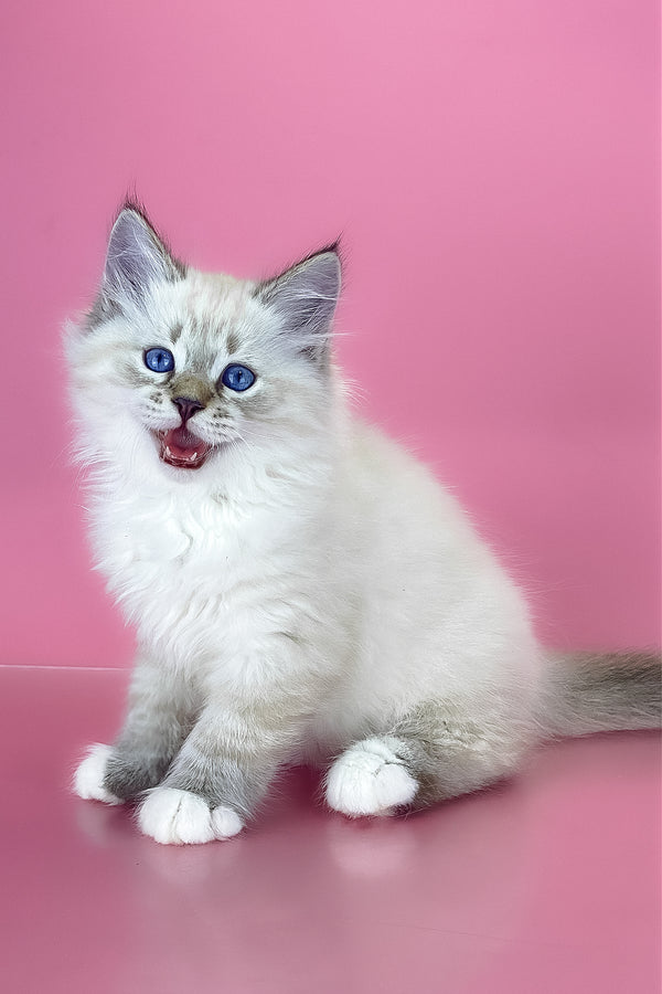 Arctic | Siberian Kitten