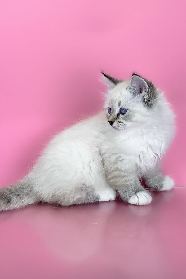 Arctic | Siberian Kitten
