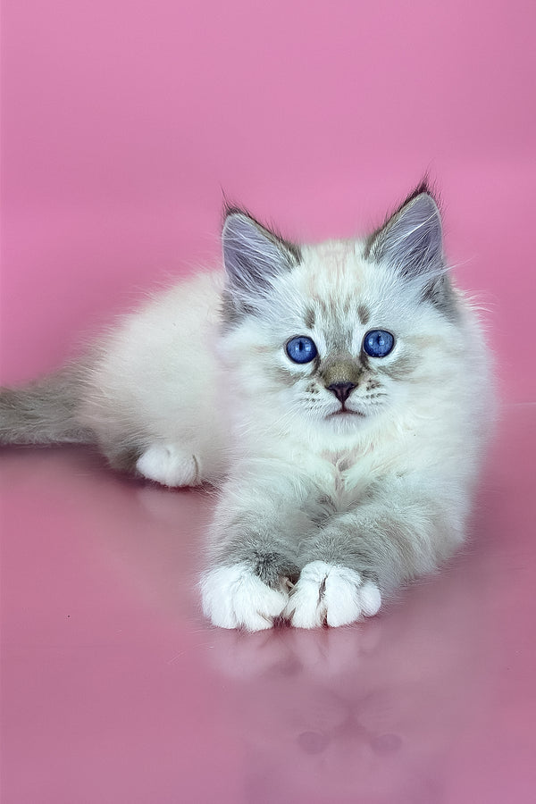 Arctic | Siberian Kitten