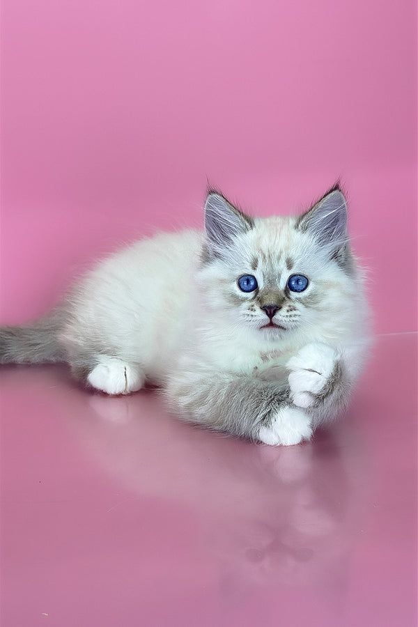 Arctic | Siberian Kitten