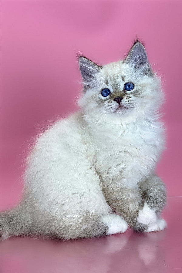 Arctic | Siberian Kitten