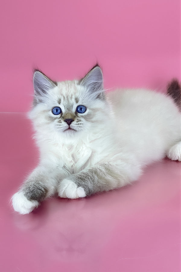 Arctic | Siberian Kitten