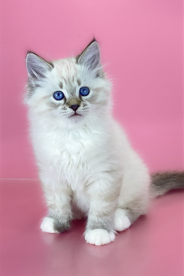 Arctic | Siberian Kitten