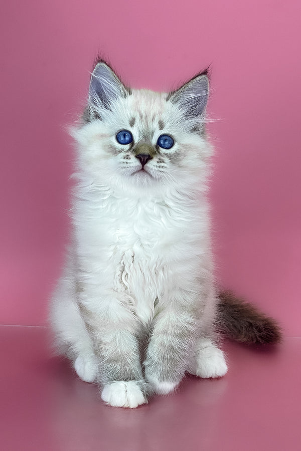 Arctic | Siberian Kitten