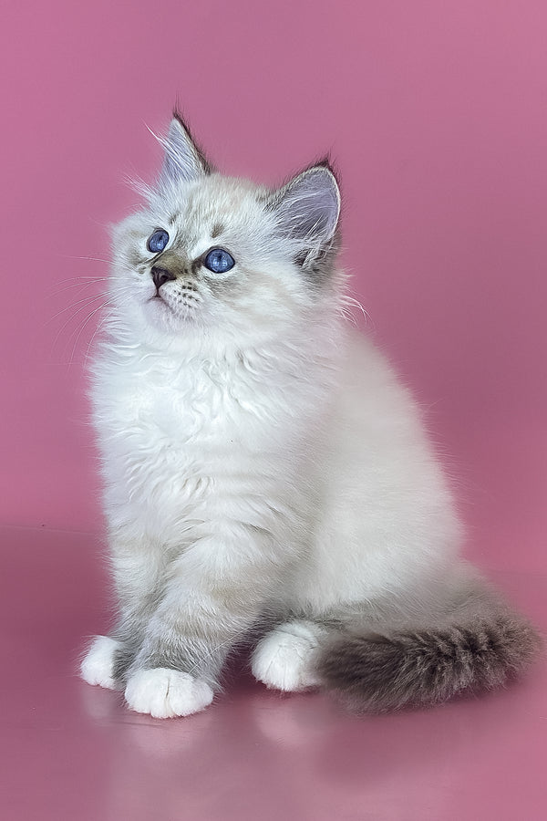 Arctic | Siberian Kitten