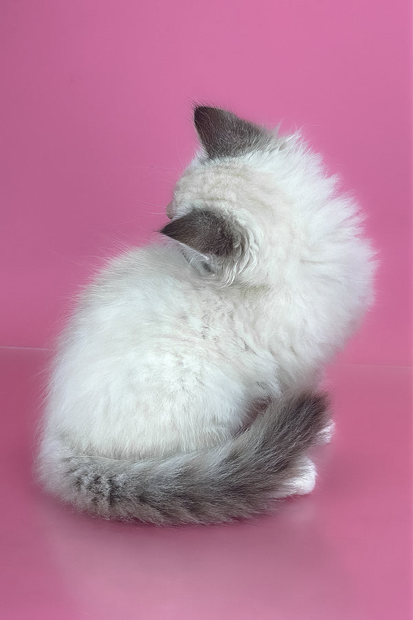 Arctic | Siberian Kitten