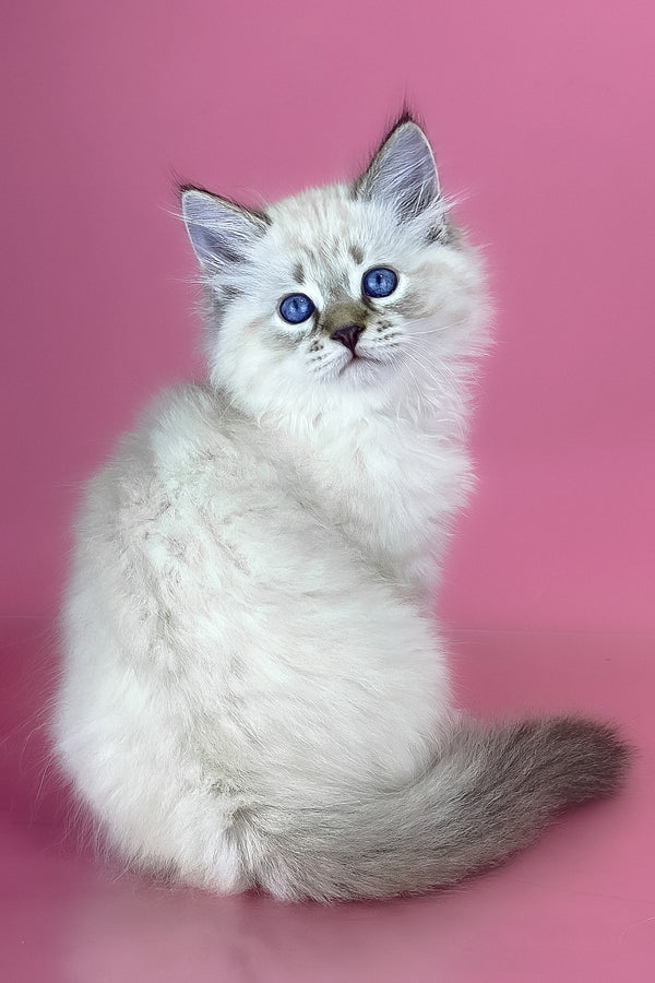 Arctic | Siberian Kitten