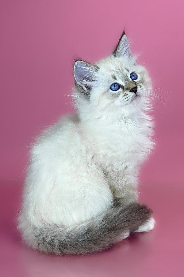 Arctic | Siberian Kitten