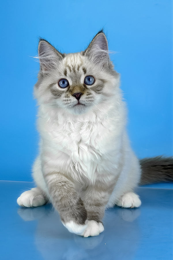Arctic | Siberian Kitten