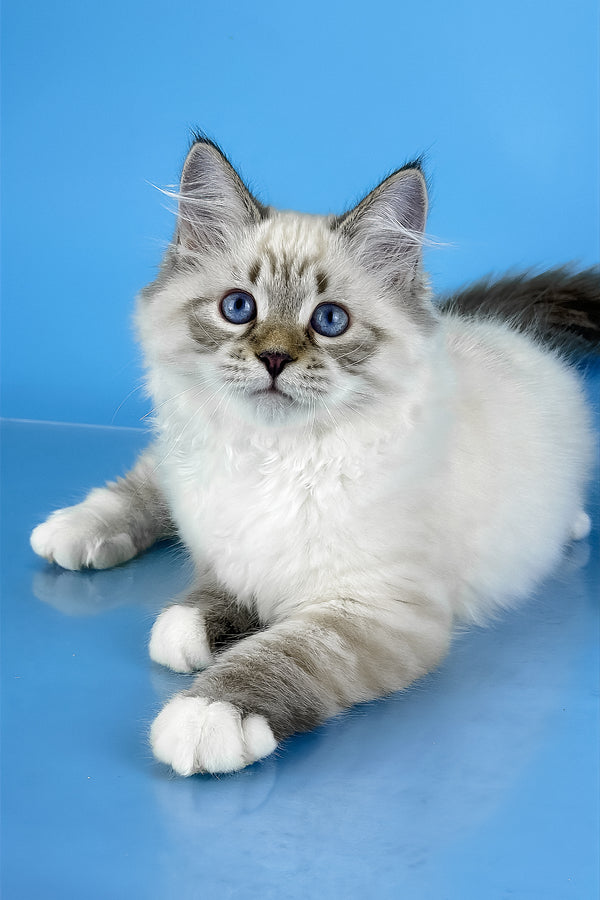 Arctic | Siberian Kitten