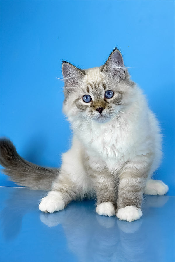 Arctic | Siberian Kitten