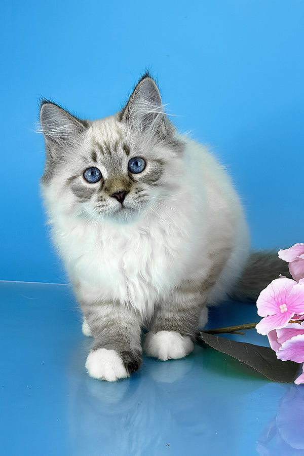 Arctic | Siberian Kitten