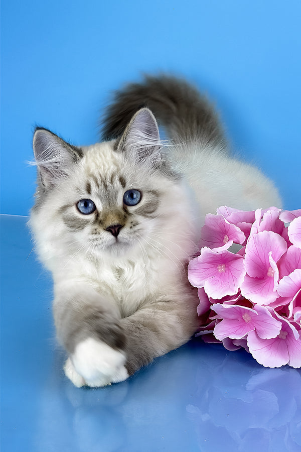 Arctic | Siberian Kitten