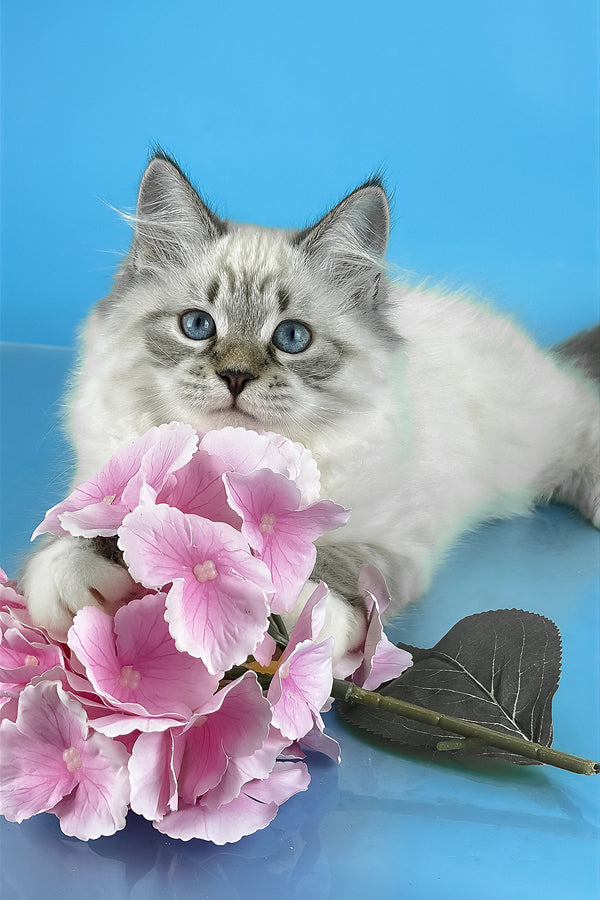 Arctic | Siberian Kitten