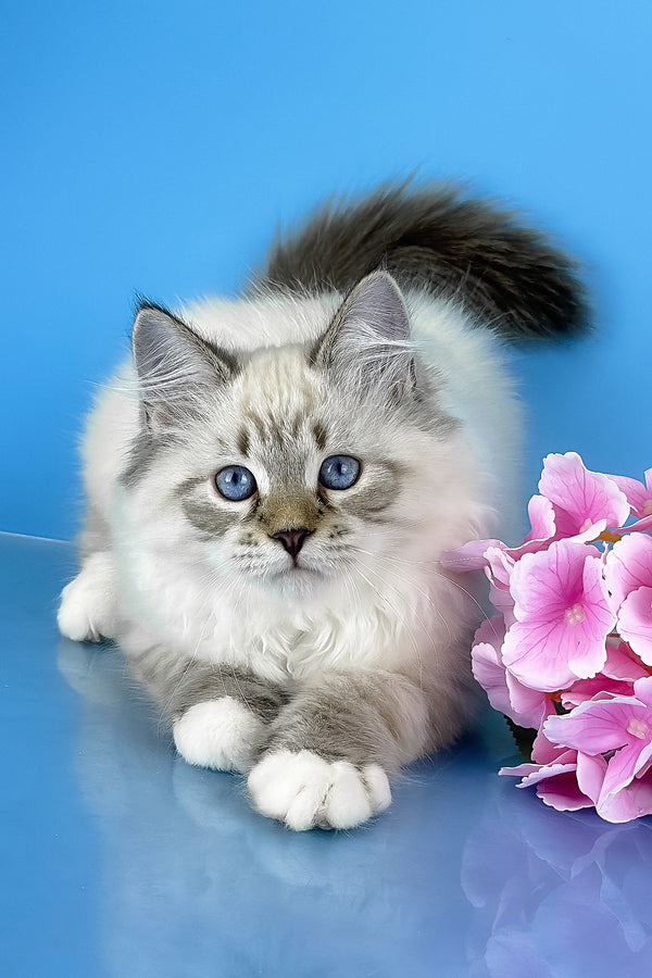 Arctic | Siberian Kitten