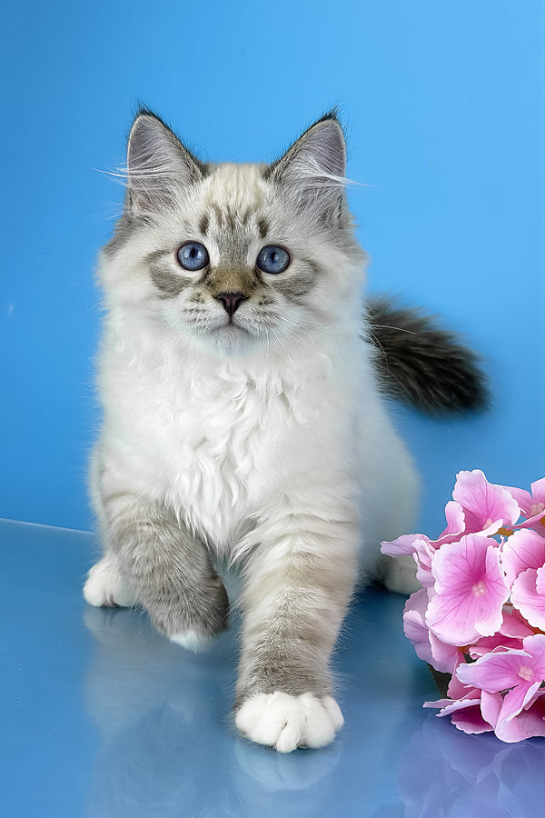 Arctic | Siberian Kitten