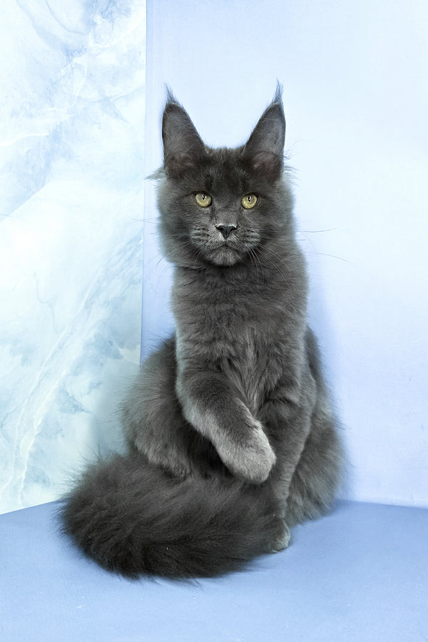 Ares | Maine Coon Kitten