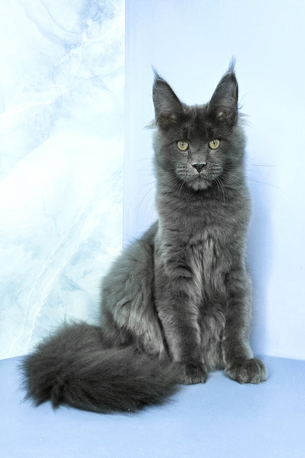 Ares | Maine Coon Kitten