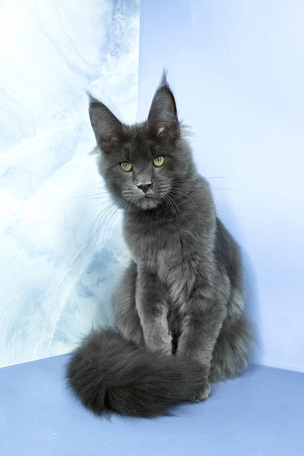 Ares | Maine Coon Kitten