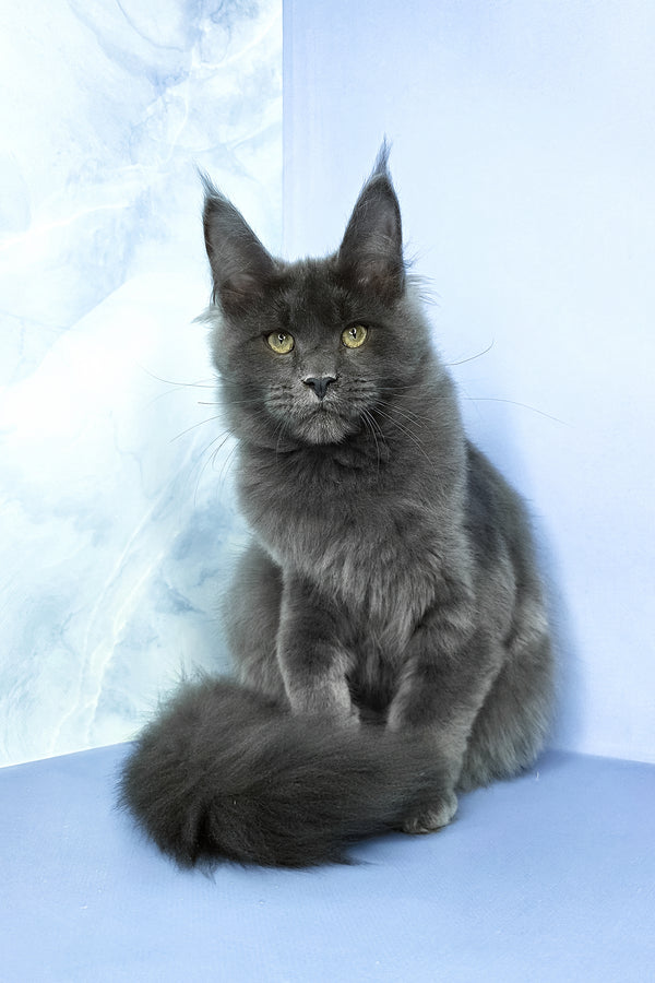 Ares | Maine Coon Kitten