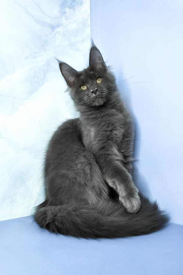 Ares | Maine Coon Kitten