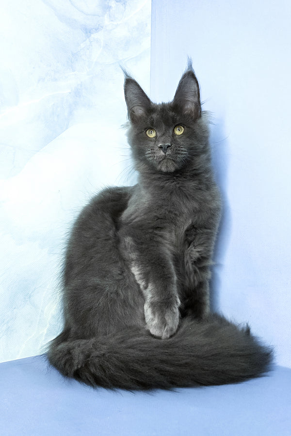 Ares | Maine Coon Kitten