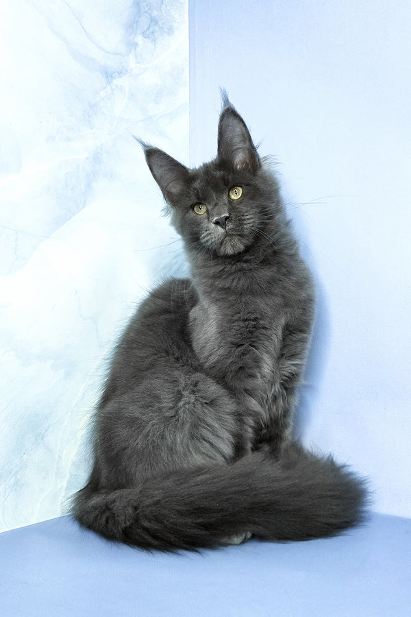 Ares | Maine Coon Kitten