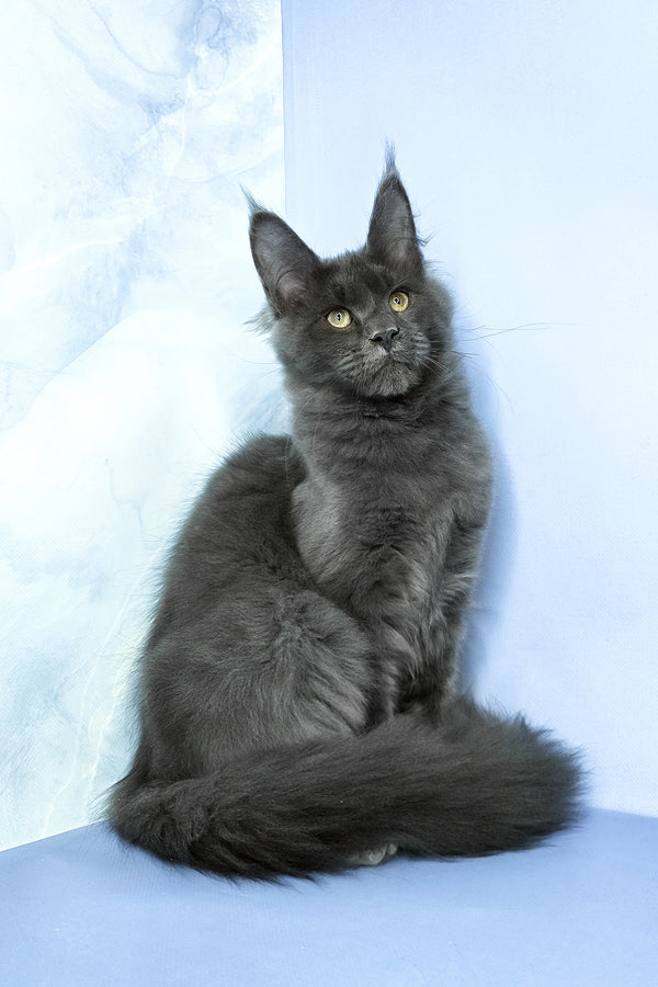 Ares | Maine Coon Kitten