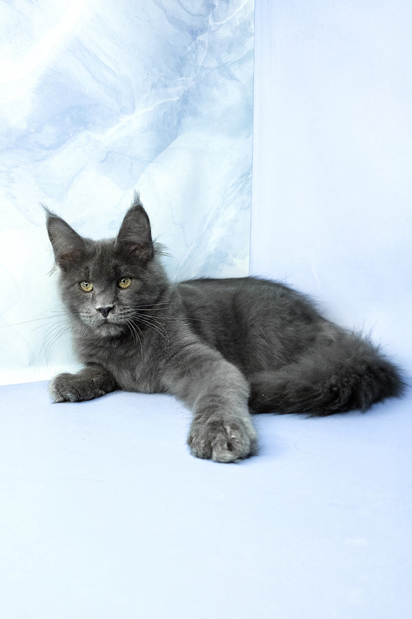 Ares | Maine Coon Kitten