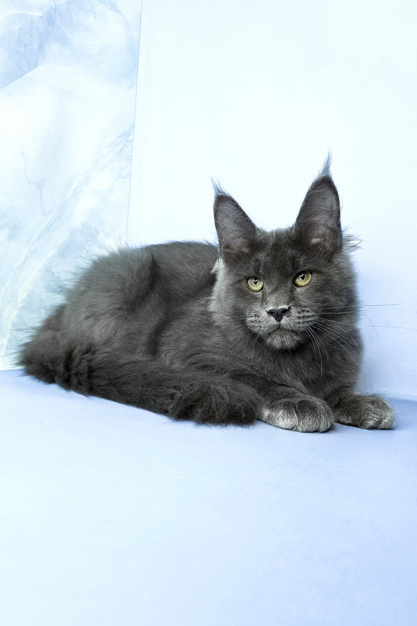 Ares | Maine Coon Kitten