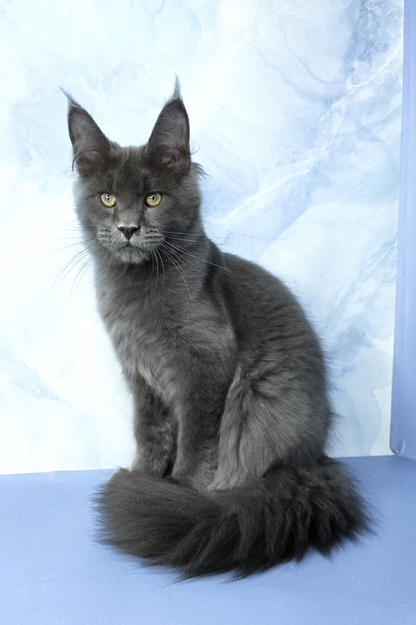 Ares | Maine Coon Kitten