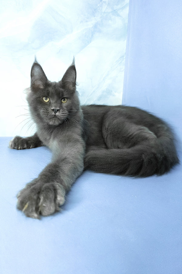 Ares | Maine Coon Kitten