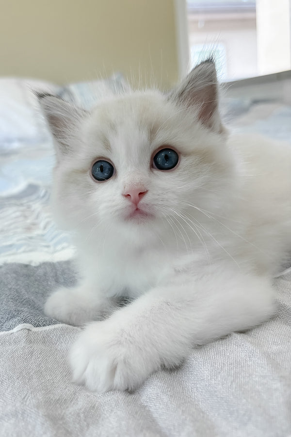 Ares | Ragdoll Kitten