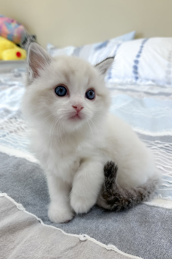 Ares | Ragdoll Kitten